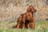 SETTER IRLANDAIS 298